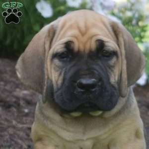 Star, Cane Corso Puppy
