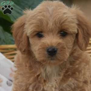 Star, Mini Goldendoodle Puppy