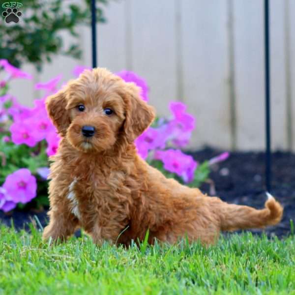 Star, Goldendoodle Puppy
