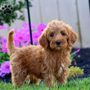 Star, Goldendoodle Puppy