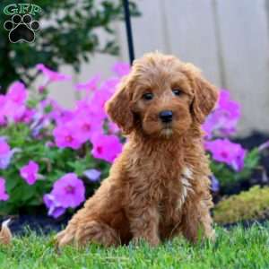 Star, Goldendoodle Puppy