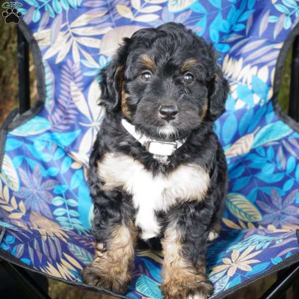 Star, Mini Bernedoodle Puppy