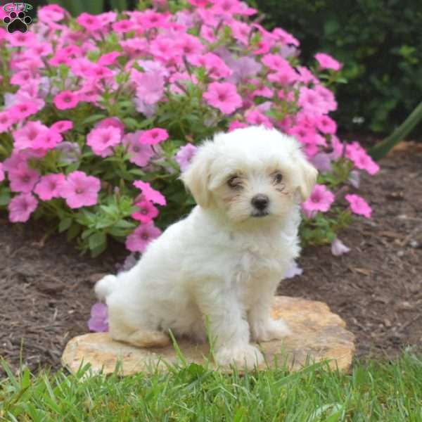 Starlight, Maltese Puppy