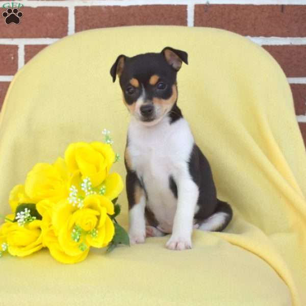 Stella, Toy Fox Terrier Puppy