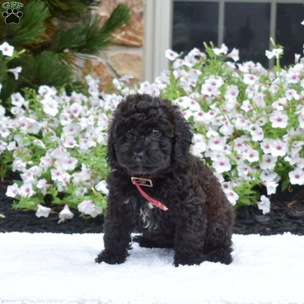 Stella, Mini Whoodle Puppy