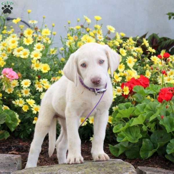 Stella, Yellow Labrador Retriever Puppy