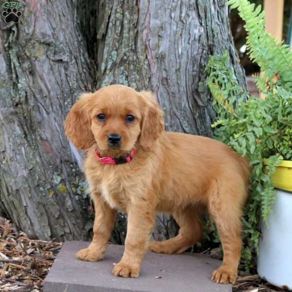 Stella, Miniature Golden Retriever Puppy