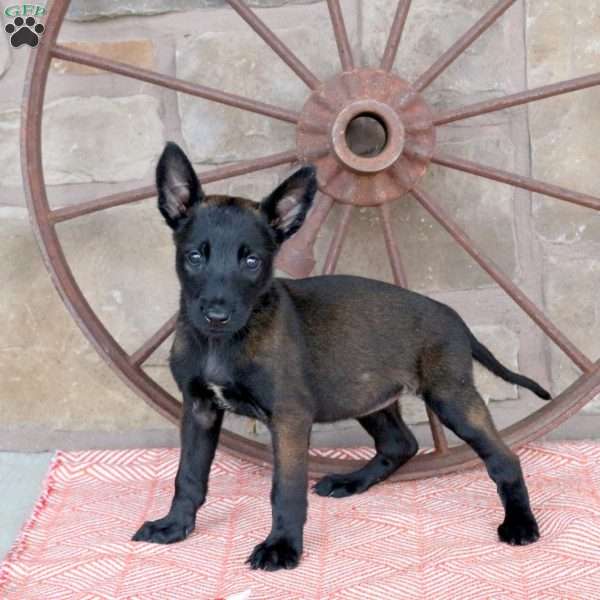 Stella, Belgian Malinois Puppy