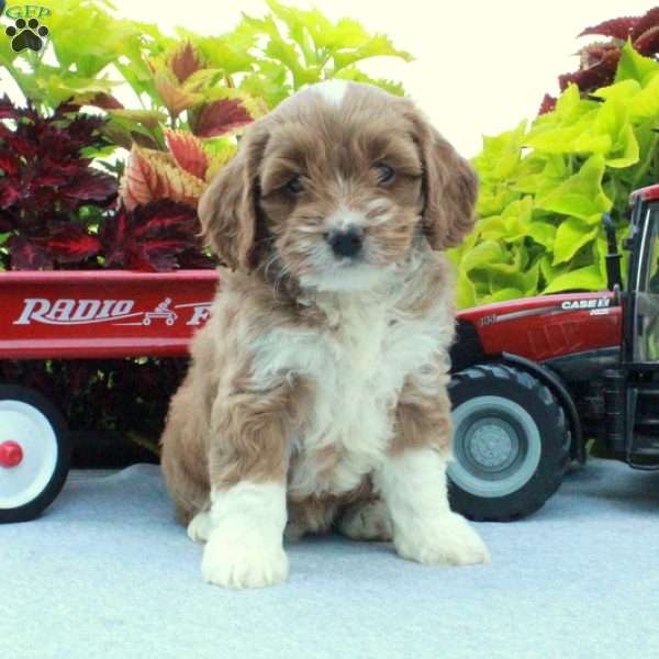Stella, Cockapoo Puppy