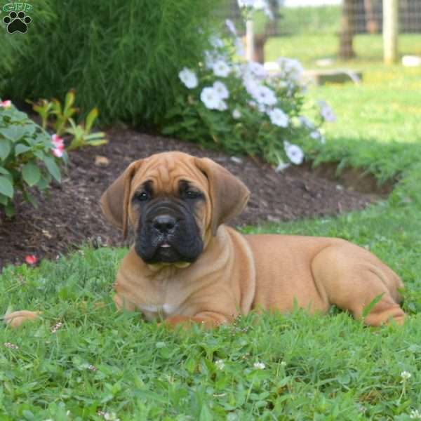 Stella, Cane Corso Puppy