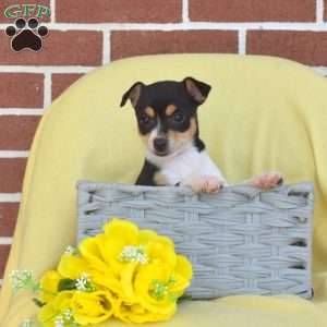 Stella, Toy Fox Terrier Puppy