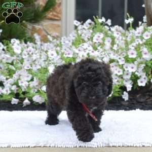 Stella, Mini Whoodle Puppy