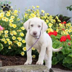 Stella, Yellow Labrador Retriever Puppy