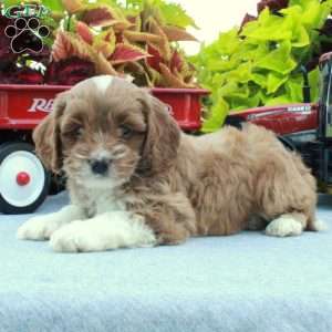 Stella, Cockapoo Puppy