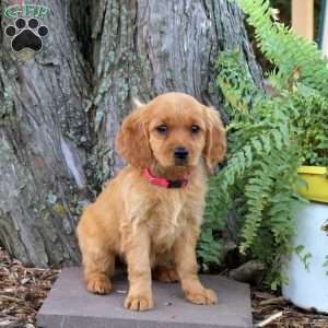 Stella, Miniature Golden Retriever Puppy