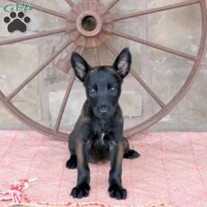 Stella, Belgian Malinois Puppy