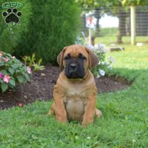 Stella, Cane Corso Puppy