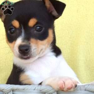 Stella, Toy Fox Terrier Puppy