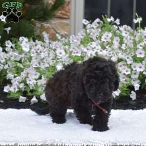 Stella, Mini Whoodle Puppy