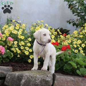 Stella, Yellow Labrador Retriever Puppy