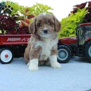 Stella, Cockapoo Puppy