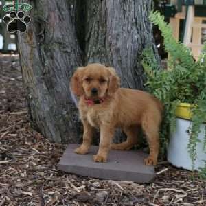 Stella, Miniature Golden Retriever Puppy