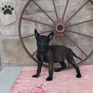 Stella, Belgian Malinois Puppy