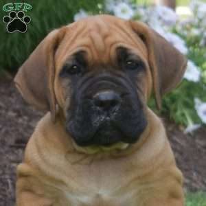Stella, Cane Corso Puppy