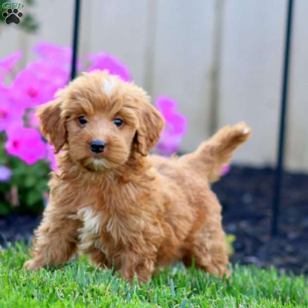 Stella, Goldendoodle Puppy