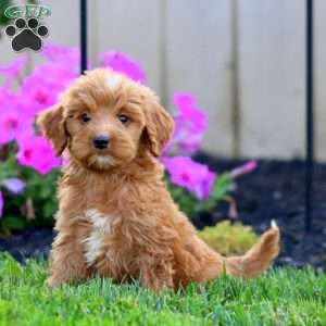 Stella, Goldendoodle Puppy