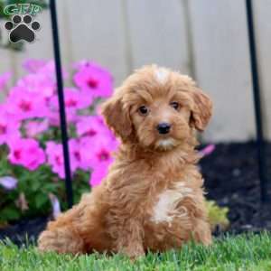 Stella, Goldendoodle Puppy
