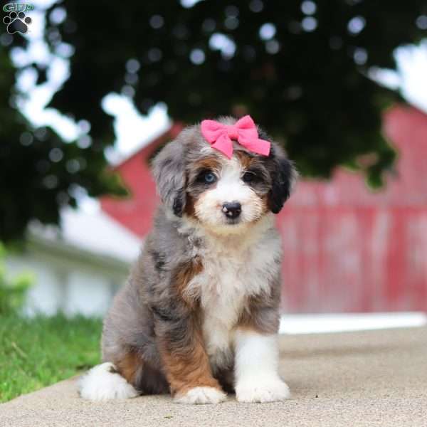 Stella, Mini Bernedoodle Puppy
