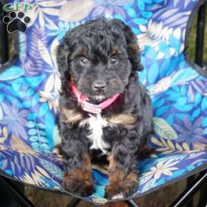 Stephanie, Mini Bernedoodle Puppy