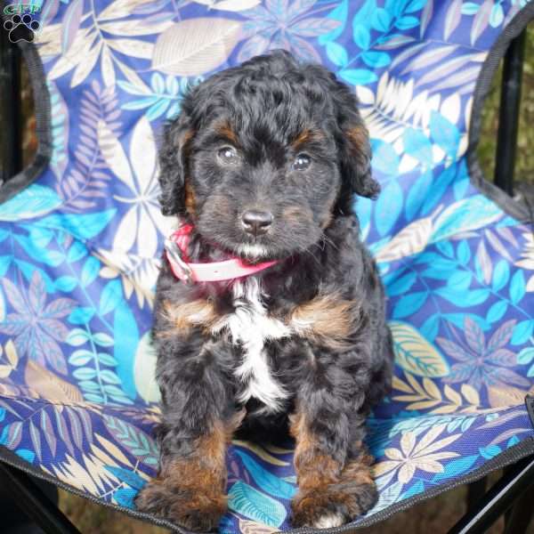 Stephanie, Mini Bernedoodle Puppy