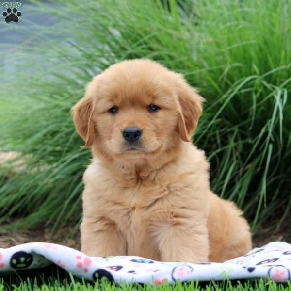 Stew, Golden Retriever Puppy