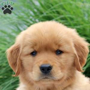 Stew, Golden Retriever Puppy