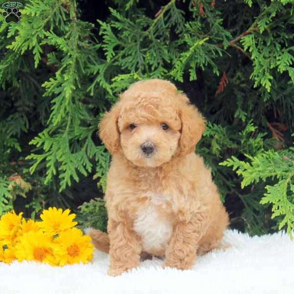 Stewart, Toy Poodle Puppy