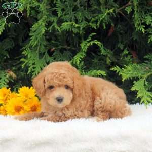 Stewart, Toy Poodle Puppy