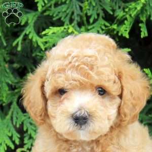 Stewart, Toy Poodle Puppy