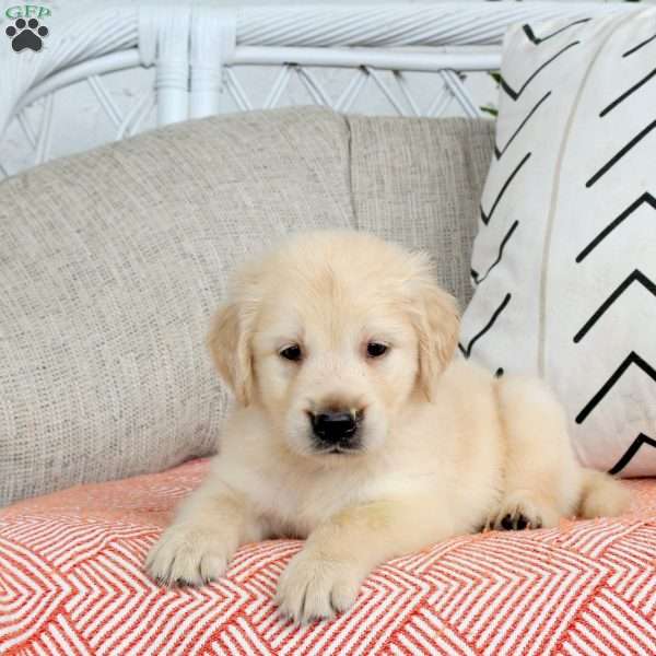 Stewert, Golden Retriever Puppy