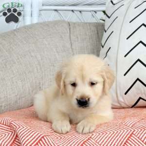 Stewert, Golden Retriever Puppy