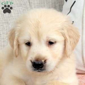 Stewert, Golden Retriever Puppy