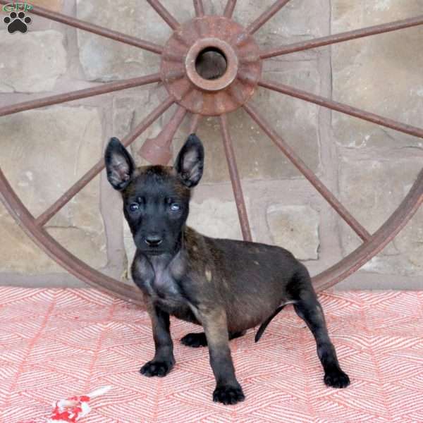 Stewie, Belgian Malinois Puppy