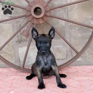 Stewie, Belgian Malinois Puppy