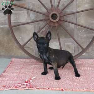 Stewie, Belgian Malinois Puppy