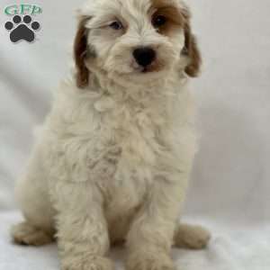 Stitch, Mini Goldendoodle Puppy