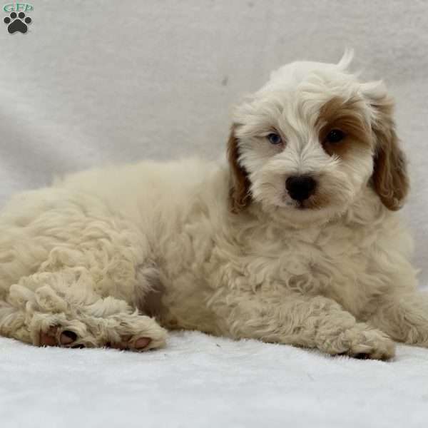 Stitch, Mini Goldendoodle Puppy