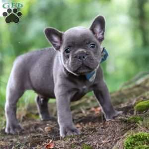 Storm, French Bulldog Puppy