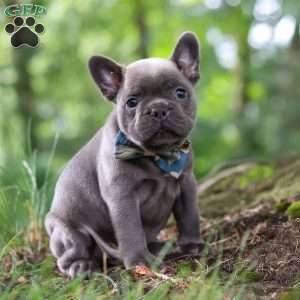 Storm, French Bulldog Puppy