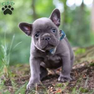 Storm, French Bulldog Puppy